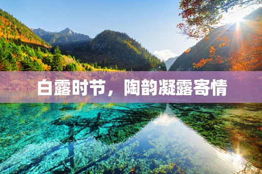 白露时节，陶韵凝露寄情